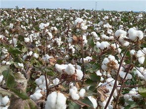 新疆棉花产地在哪里,中国五大棉花生产基地？