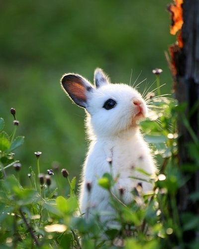 兔人生于戌时命运好吗