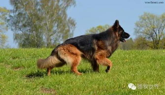 长毛德国牧羊犬（140斤长毛德牧图片）