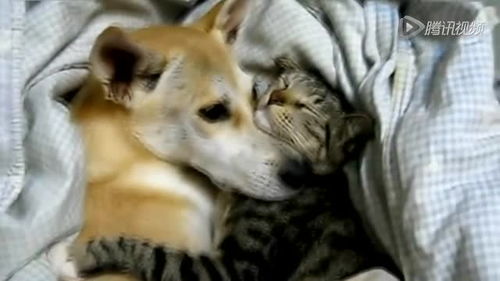 猫猫和狗狗相拥睡觉 谁说是街上没有爱情 