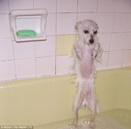不想洗澡的狗狗是啥样 网友爆笑分享 