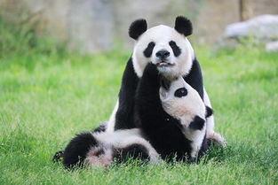 十月龄的大熊猫 公主仔 有名字啦 取名 七七 ,寓意多重