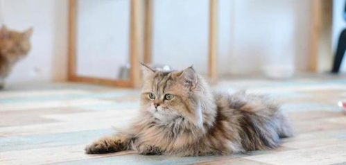 宠物健康 猫咪 毛球症 是怎么回事 如何治疗 预防