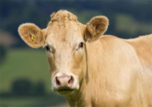 属牛人8月 天塌 的大事情,你家有属牛人吗