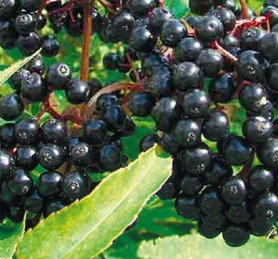 黑果的功效与作用及食用方法,什么是黑果
