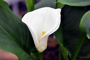 白色马蹄莲花语是什么,白色马蹄莲的花语和寓意