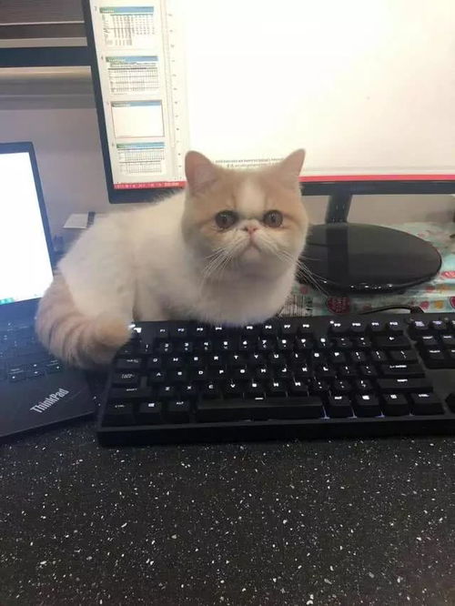 猫咪总是喜欢踩键盘打扰工作,怎么办