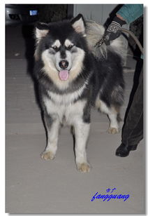 抓拍的雪橇狗, 后来知道狗的名字也叫阿拉斯加犬
