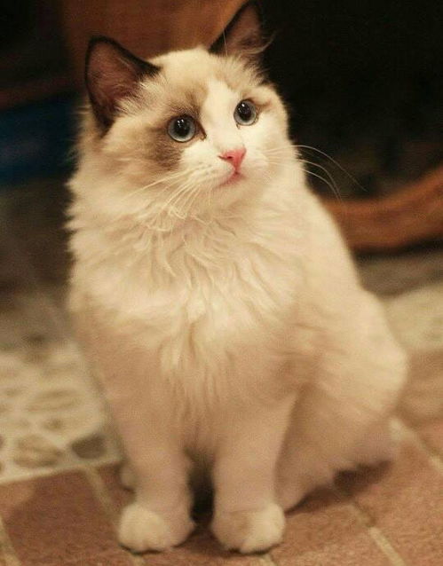 手套色布偶猫,手套色布偶猫多少钱一只