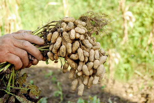 花生用什么叶面肥 花生开花期喷什么复合肥 花生三遍药什么时候打