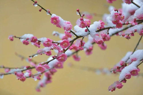 芝兰生于幽谷(芝兰生幽谷原文)