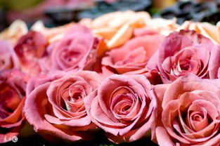所有花所代表的花语,玫瑰花是花语中最经典的花之一