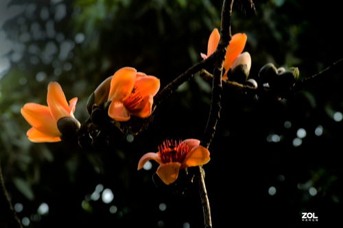 黄花木棉：古老而美丽的灵魂之花