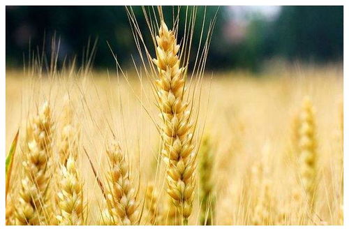 小麦的最佳收获期是何时 有一句俗语提及过,恐怕很多人都忘了