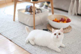 用湿纸巾给猫咪擦眼睛可以吗,小猫眼睛分泌物多 