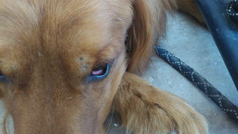 请问狗狗的眼睛是什么状况 哪种眼药水治疗效果好 不懂的别来 