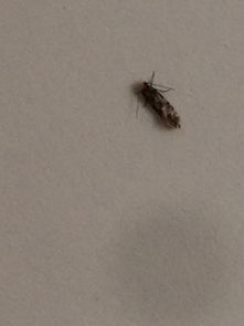 家里墙上好多这样的小虫子,谁知道这是什么,什么消灭啊