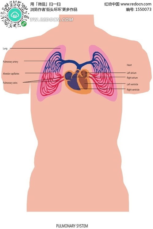 心脏和肺部的解剖手绘 信息图文欣赏 信息村 K0w0m Com