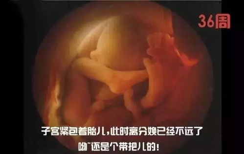 原创怀孕40周，胎儿的发育过程你了解吗？揭秘孕妈肚中胎儿发育的过程