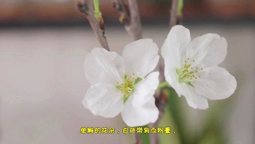 浪漫的樱花自己在家也能种,养护简单,年年都能在家赏花
