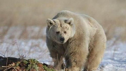 大熊被虐待30年,瘦成一只狗,知道背后原因,所有人都震怒了 Fifi 