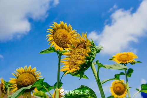广州最浪漫的地方,有百万株向日葵和浪漫薰衣草,吃鸡都有讲究