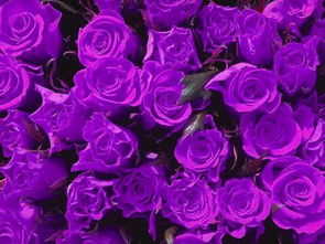 紫玫瑰的花语和图片,紫玫瑰的神秘花语与魅力图片，诠释无尽的爱与美