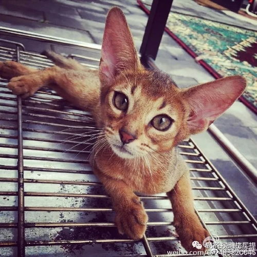 关于爱猫的诗句