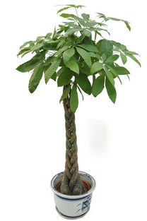 鹅掌柴发财树怎么养,鹅掌柴发财树——轻松掌握养护秘籍，让你的绿色宝贝茁壮成长！