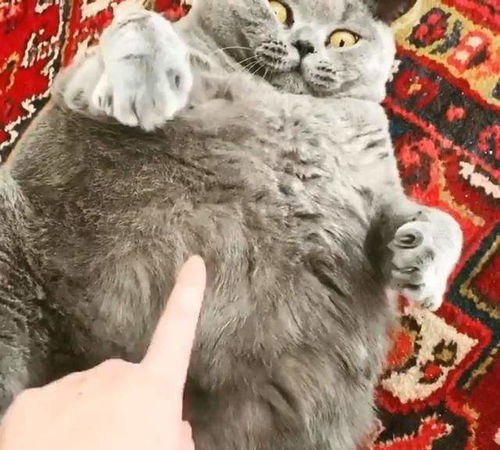 你家的猫咪身材咋样 是否胖成了煤气罐