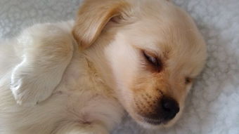 狗狗睡觉打呼噜是怎么回事