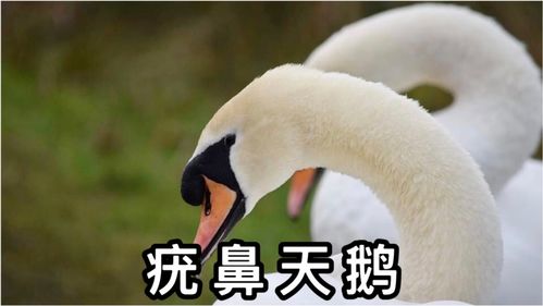 国家的二级保护动物 疣鼻天鹅 