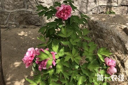 苏州的市花是什么花,苏州最美月份？