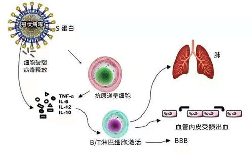 消炎不等于吃抗生素,真正的抗炎要这样做