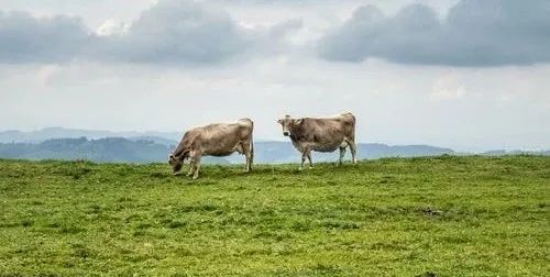 最新的牛肉进口国家和厂号统计