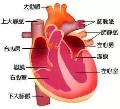 98跑 跑步过度真的会损害心脏健康 