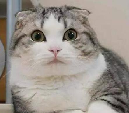 最受欢迎的宠物猫之一,曼基康矮脚猫