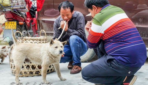 赶场天来到下江狗市,集上没有卖宠物狗的,都是本地肉狗和赶山狗