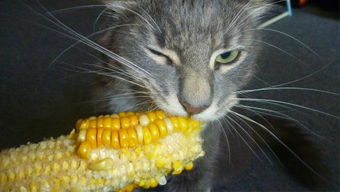 猫咪可以吃玉米吗,猫咪可以吃玉米吗煮熟的
