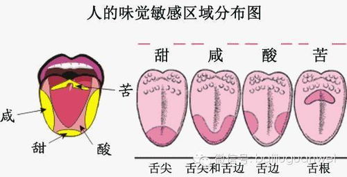 白酒尝评技巧