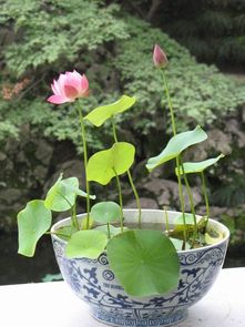 一只碗就能养 赏鱼观花,夏日最佳