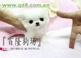 广州天河区天河公园周边哪里有卖宠物狗纯种白色博美幼犬