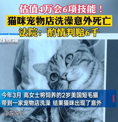 宠物店洗澡会导致小猫死亡吗（如何避免宠物在洗澡时突发状况）