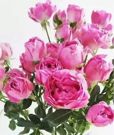 白泡泡玫瑰花语，诠释纯洁与浪漫的完美融合