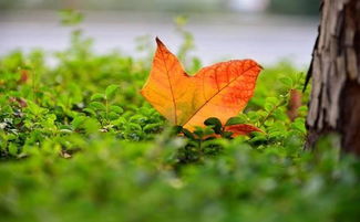 关于秋天的树叶诗句