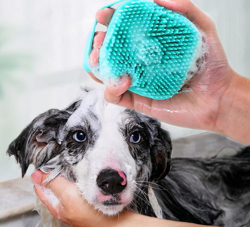 狗狗多久洗一次澡 原来这么多年都错了