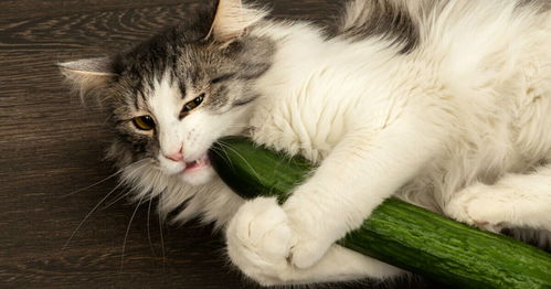 为什么猫怕黄瓜 喵星人还怕什么呢