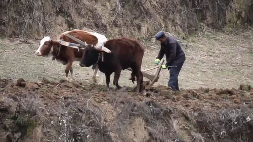 原来中国还有用牛犁地的地方 