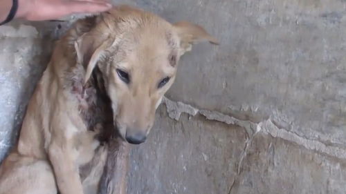 在寺庙等待救助的狗狗,一身的伤,看着太心疼了 
