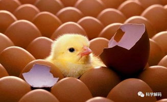 先有鸡 还是先有蛋 生命是如何从非生命物质诞生
